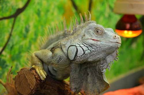 iguana-1700697_1920